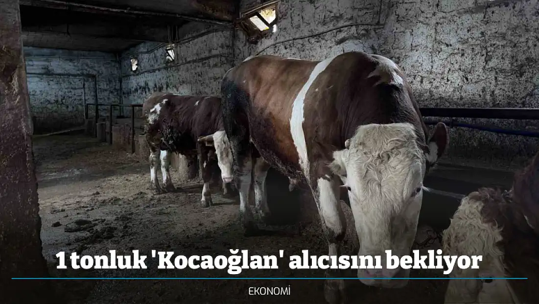 1 tonluk 'Kocaoğlan' alıcısını bekliyor