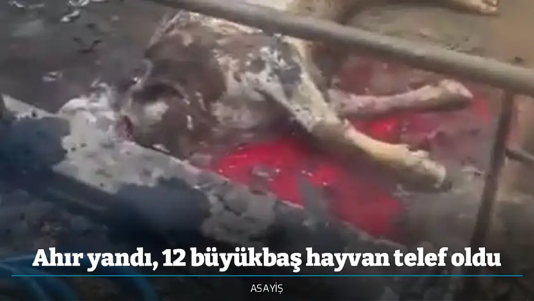 Ahır yandı, 12 büyükbaş hayvan telef oldu