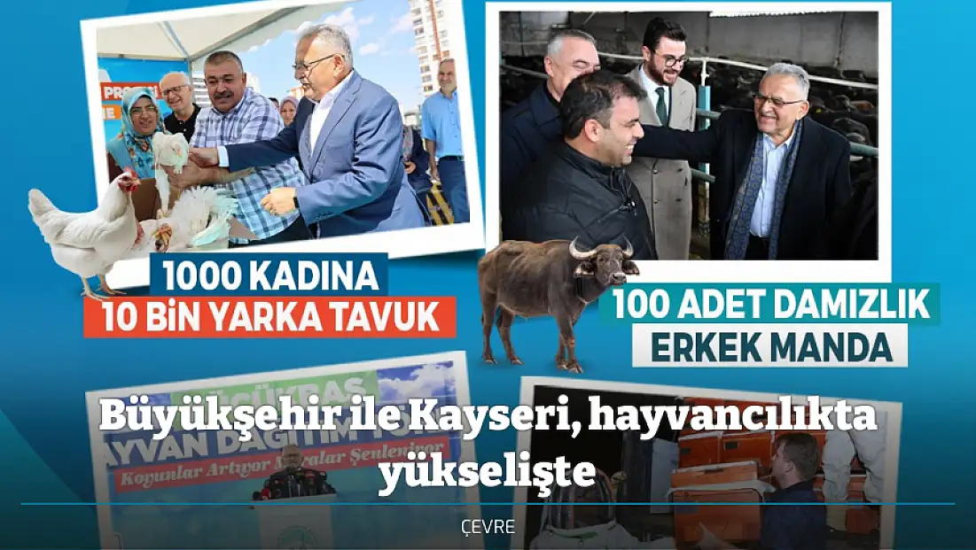 Büyükşehir ile Kayseri, hayvancılıkta yükselişte