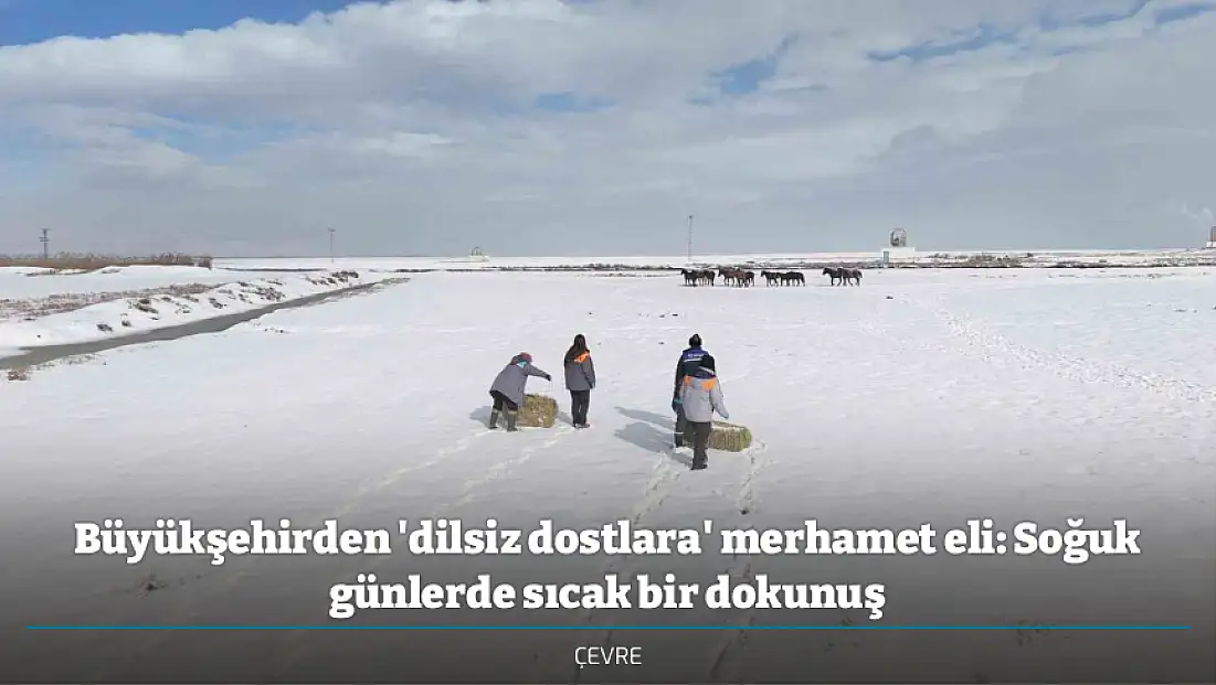 Büyükşehirden 'dilsiz dostlara' merhamet eli: Soğuk günlerde sıcak bir dokunuş