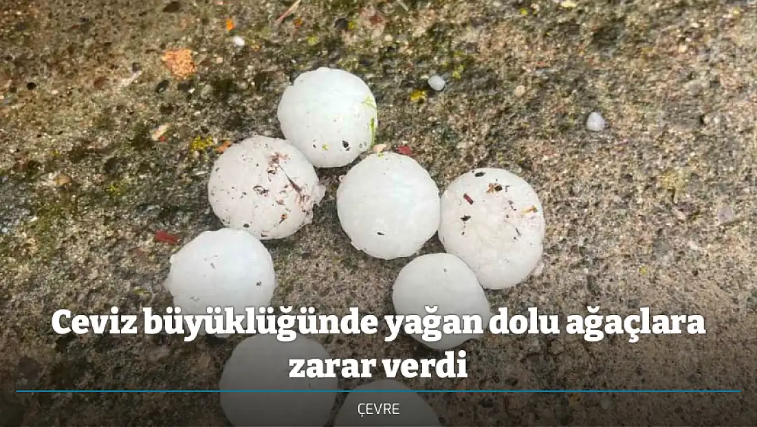 Ceviz büyüklüğünde yağan dolu ağaçlara zarar verdi
