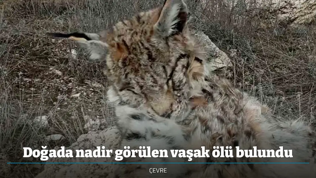 Doğada nadir görülen vaşak ölü bulundu