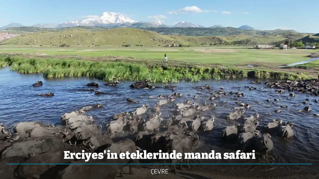 Erciyes'in eteklerinde manda safari
