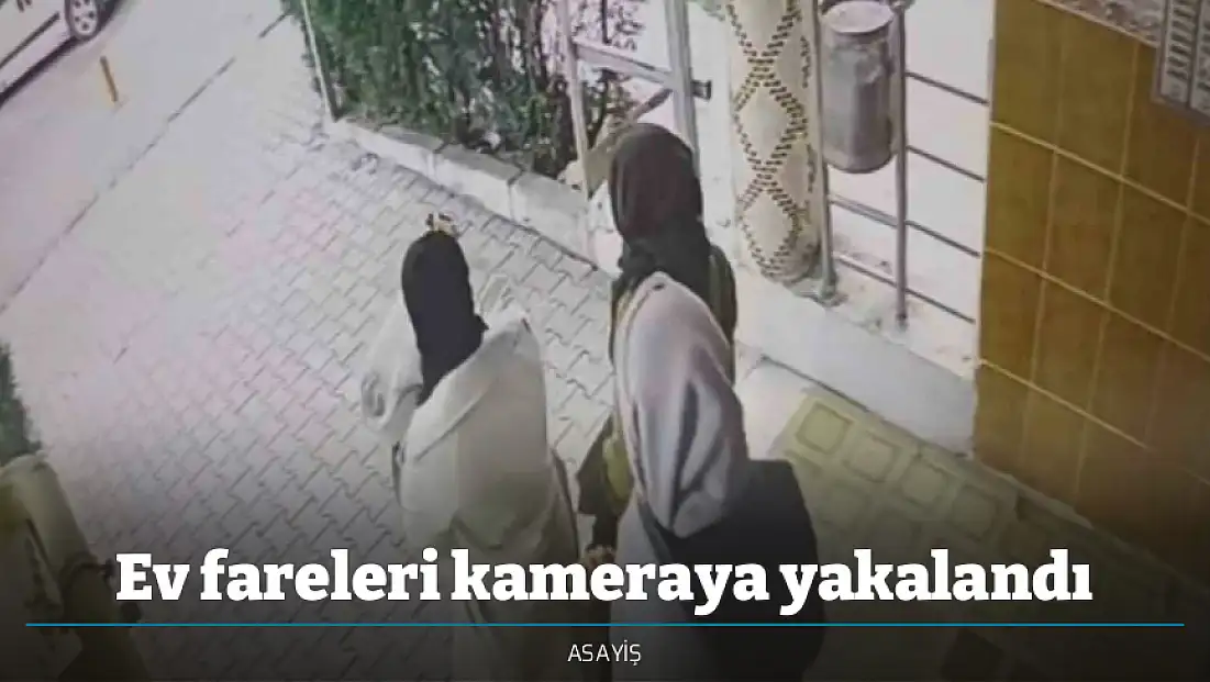 Ev fareleri kameraya yakalandı