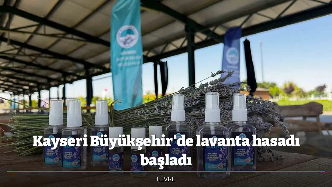Kayseri Büyükşehir'de lavanta hasadı başladı