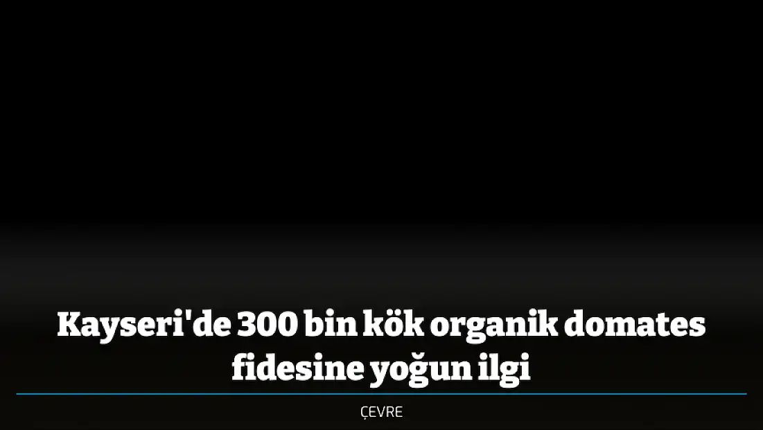 Kayseri'de 300 bin kök organik domates fidesine yoğun ilgi