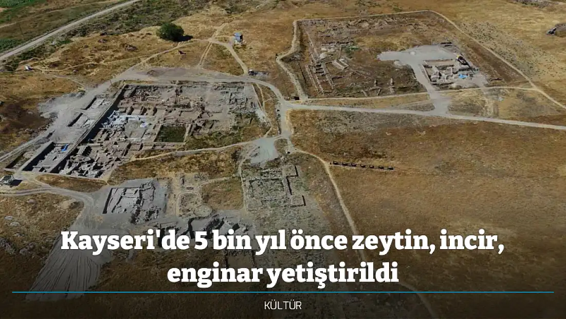 Kayseri'de 5 bin yıl önce zeytin, incir, enginar yetiştirildi