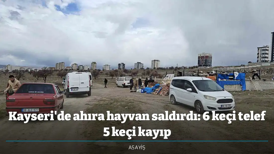 Kayseri'de ahıra hayvan saldırdı: 6 keçi telef 5 keçi kayıp