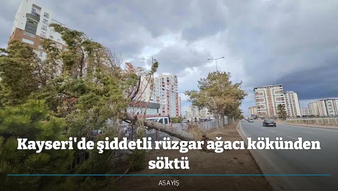 Kayseri'de şiddetli rüzgar ağacı kökünden söktü