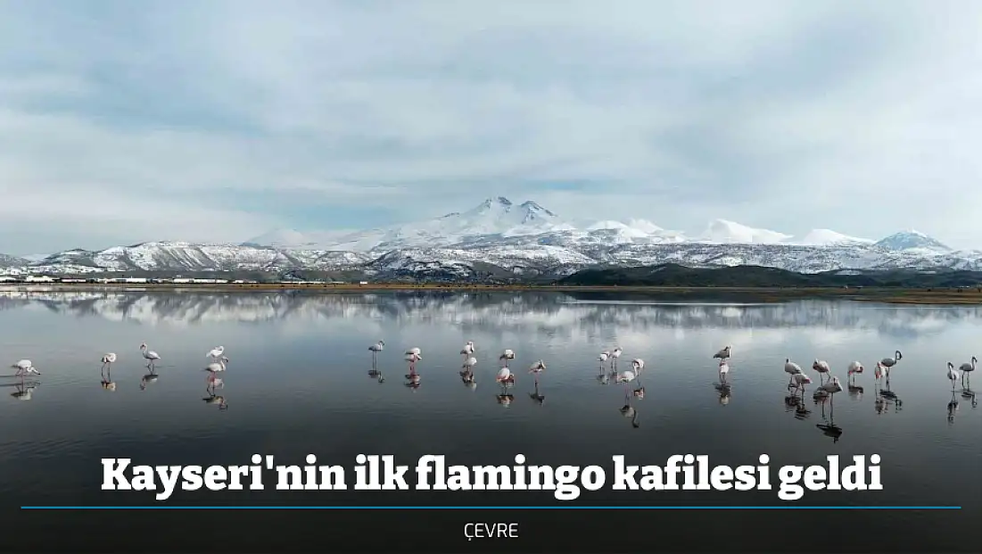 Kayseri'nin ilk flamingo kafilesi geldi