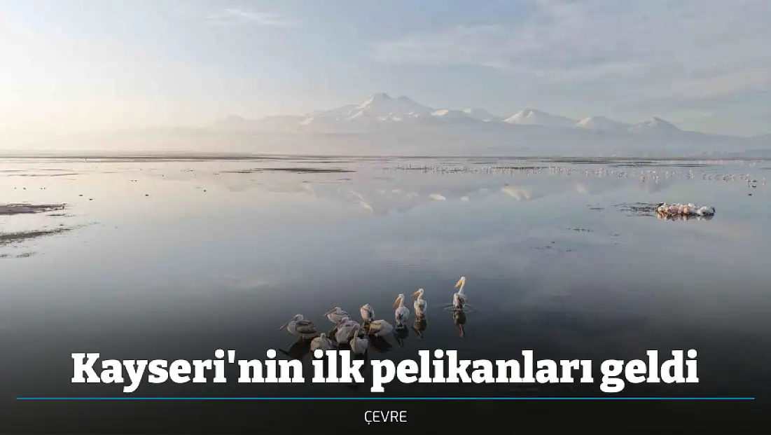 Kayseri'nin ilk pelikanları geldi