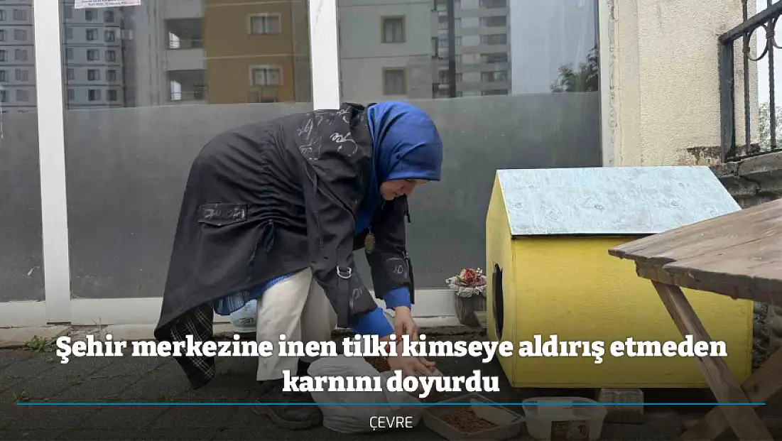 Şehir merkezine inen tilki kimseye aldırış etmeden karnını doyurdu