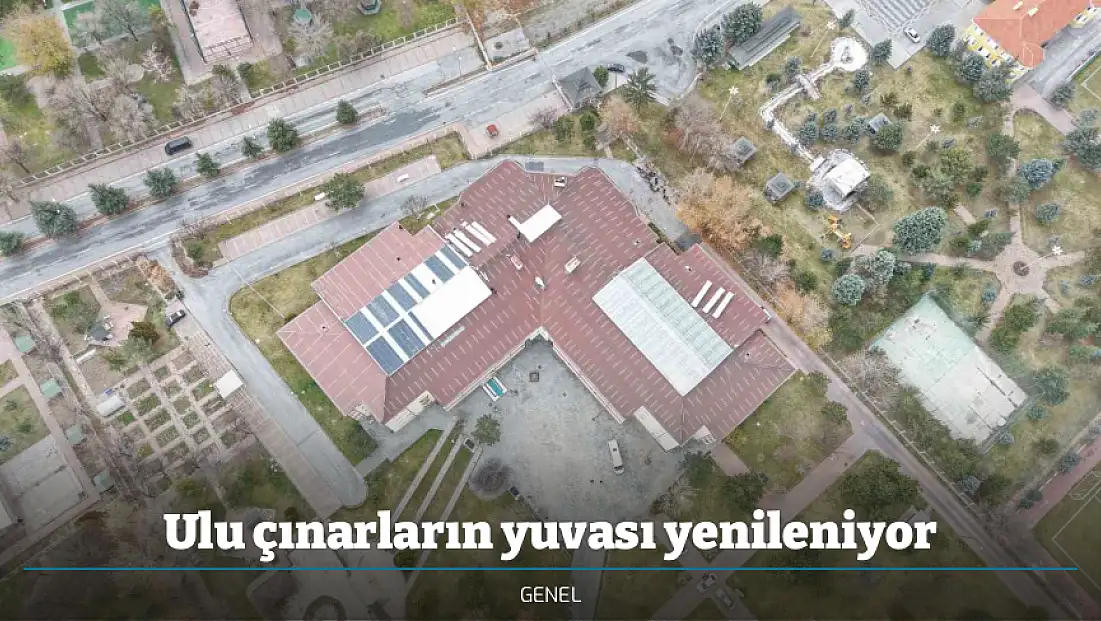 Ulu çınarların yuvası yenileniyor
