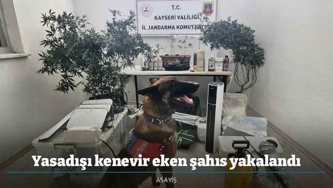 Yasadışı kenevir eken şahıs yakalandı