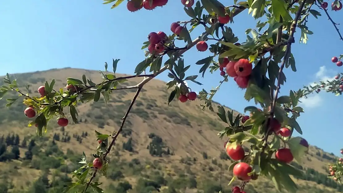 Ali Dağı sonbaharda rengârenk