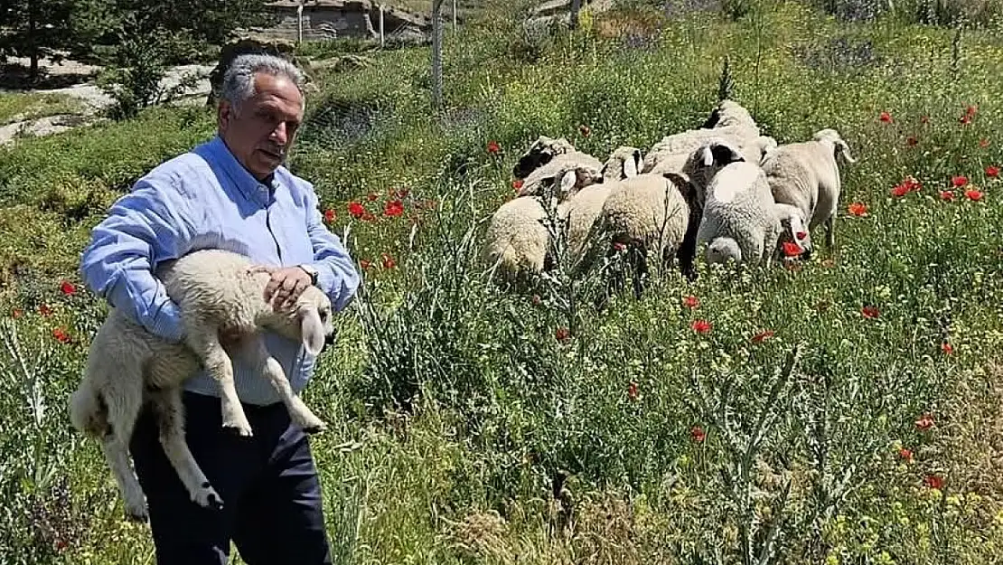 Bulunan küçükbaş hayvanlar Talas Belediyesi'nde koruma altına alındı