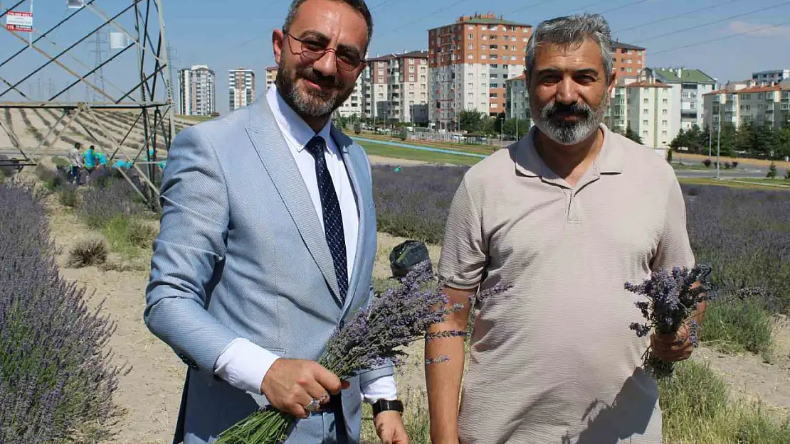 Çiftçilere örnek olması için ekilen lavantanın 4. hasadı yapıldı