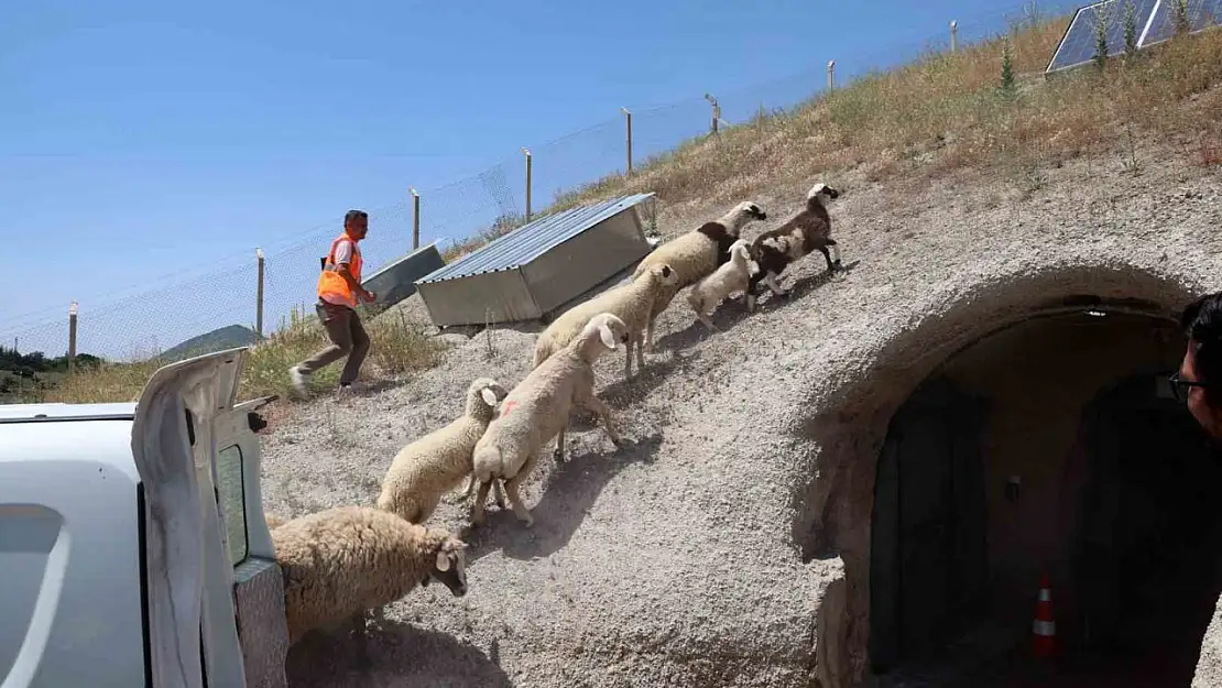 Kurban Bayramı'nda kaçan hayvanları, belediye sahibine teslim etti