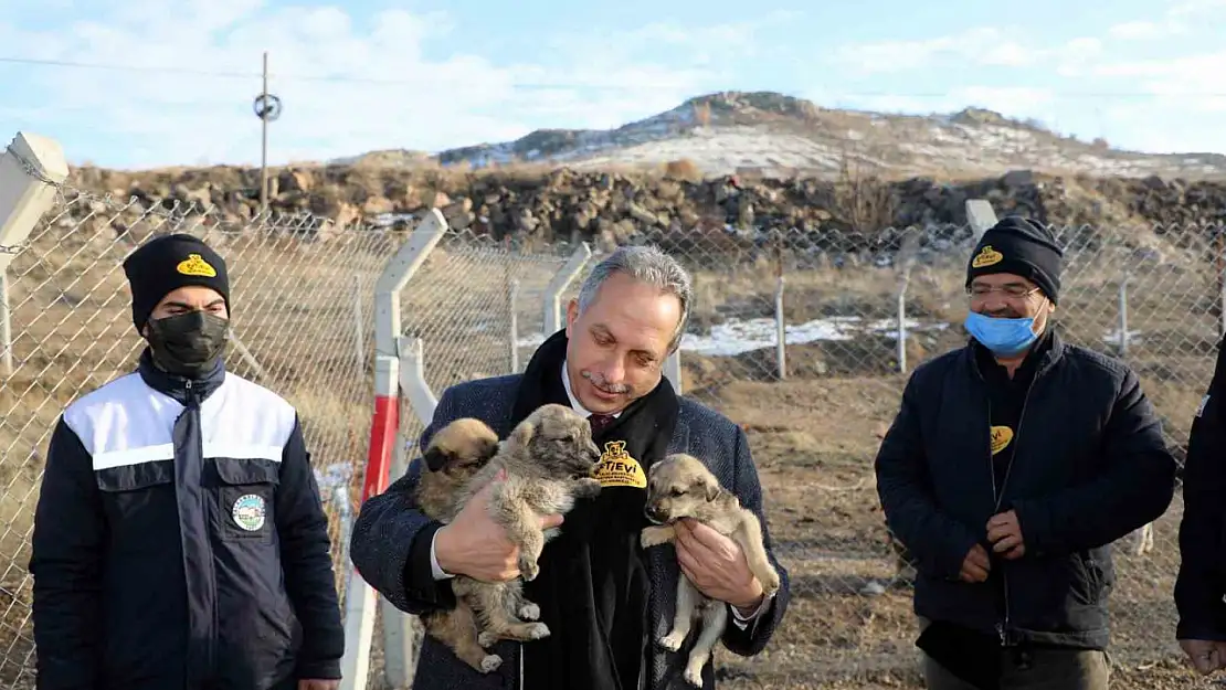 Türkiye'ye örnek 'Pati Evi' Talas'ta