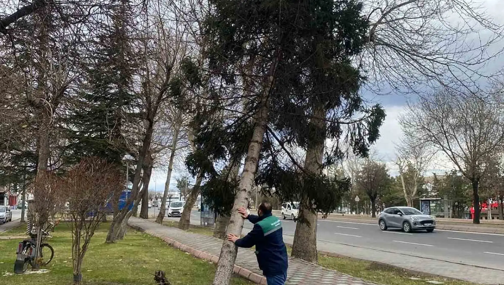 Rüzgardan devrilen ağaçlar temizleniyor