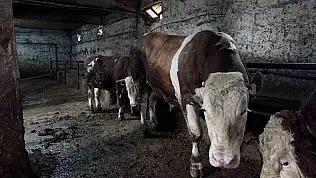 1 tonluk 'Kocaoğlan' alıcısını bekliyor
