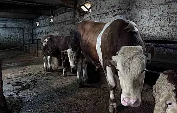 1 tonluk 'Kocaoğlan' alıcısını bekliyor