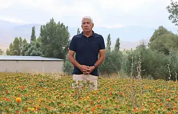 35 yıl kamuda çalıştı, emekli olunca aspir ekimine başladı