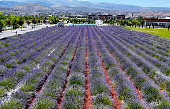 Büyükşehirin lavanta bahçesi, Erciyes manzarasıyla ziyaretçilerini büyülüyor