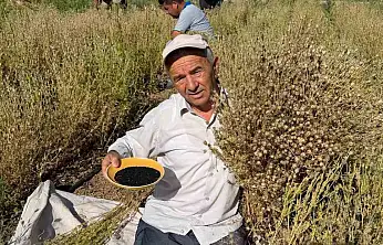 Develi'de çörek otu hasadına başlandı