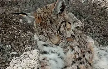 Doğada nadir görülen vaşak ölü bulundu