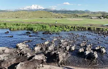 Erciyes'in eteklerinde manda safari