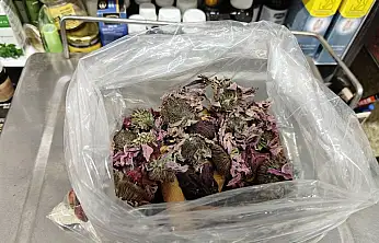 Geçmeyen öksürüğe 'bitkisel' karışım