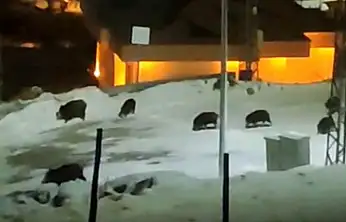 İlçe merkezine inen domuz sürüsü kamerada