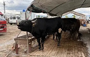 Kayseri'de 53 bin 284 adet kurban kesildi