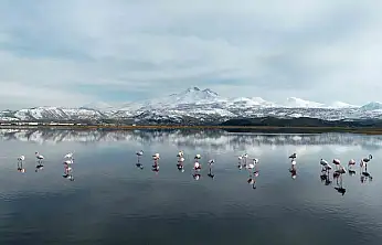 Kayseri'nin ilk flamingo kafilesi geldi