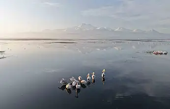 Kayseri'nin ilk pelikanları geldi