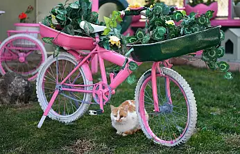 Kedi Bakım Evi örnek hizmet sunuyor