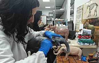 Milyon yıllık tarih minyatürleştiriliyor