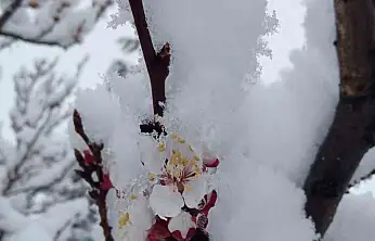 Nisan karı mahalleyi beyaza bürüdü