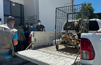 Rehabilitasyonu tamamlanan 35 yaban kuşu doğayla buluşturuldu