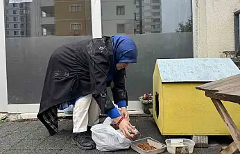 Şehir merkezine inen tilki kimseye aldırış etmeden karnını doyurdu