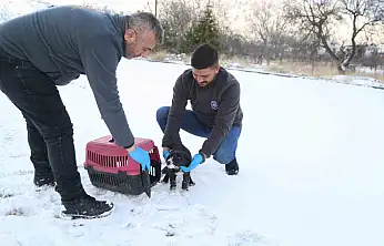 Sevimli Dost ambulansı, binlerce sokak hayvanının yardımına koştu