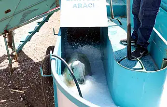 Talas'ta 16 bin koyun bu banyodan geçti