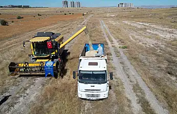 Talas'ta 300 dekarda aspir hasadı