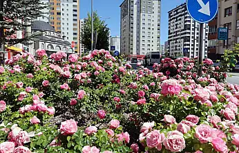 Talas'ta çiçek yılında sahne güllerin