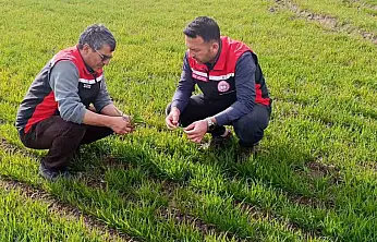 Tomarza'da zirai don uyarısı sonrası saha kontrolleri devam ediyor