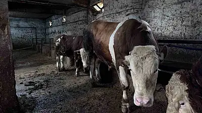1 tonluk 'Kocaoğlan' alıcısını bekliyor