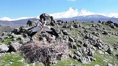 Doğanın uyanışı, Hürmetçi Sazlığı'nda sahneleniyor