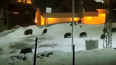 İlçe merkezine inen domuz sürüsü kamerada