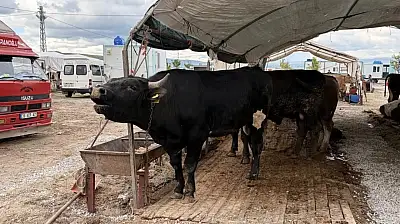 Kayseri'de 53 bin 284 adet kurban kesildi